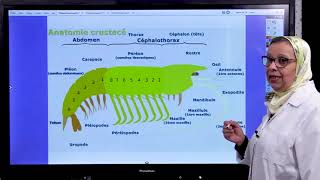 Biologie des Organismes Animaux TP dissection crevette [upl. by Statis809]