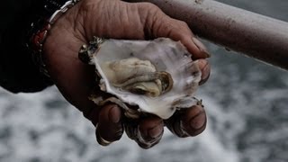 Acidifying Waters Corrode Northwest Shellfish [upl. by Aisayn932]