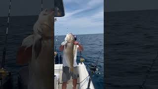 Golden Tilefish caught in 600 ft of water [upl. by Etnovaj64]