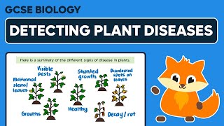 Detecting Plant Diseases  GCSE Biology [upl. by Htiffirg676]