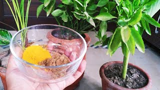 How to Keep Ants Away from Plants Naturally [upl. by Eyllib]