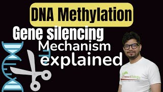 DNA Methylation in Hindi  DNA methylation in gene silencing [upl. by Amari]