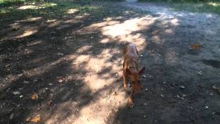 podenco canario dog recall and sit training [upl. by Swope]