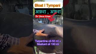 Bloat l Tympani l Treatment of bloat tympani l dr Umar khan [upl. by Kenon833]