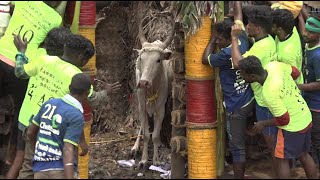 Nellikulam Jallikattu 2023 Videos  நெல்லிக்குளம் ஜல்லிக்கட்டு 2023 Videos [upl. by Turmel]