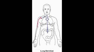 Lung Meridian [upl. by Ajad187]