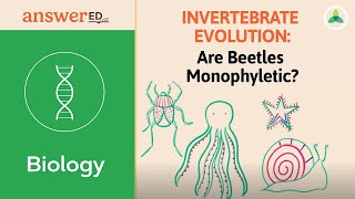 Invertebrate Evolution Are Beetles Monophyletic [upl. by Ahsia]