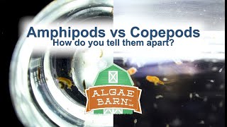 Amphipods vs Copepods [upl. by Alpers961]