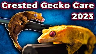 Crested Gecko Care Guide 2023  EVERYTHING You Need To Know To Care For Your Eyelash Gecko [upl. by Ueih872]