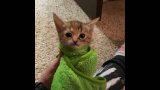 kitten wrapped in green towel  green purrito video [upl. by Potts172]