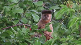 Male Blackstriped Capuchin Monkey in a tree [upl. by Eentroc]