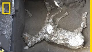 Horses Found in Pompeii May Have Been Harnessed to Flee Eruption  National Geographic [upl. by Ivel]