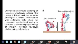 Immunologyseminar 3 Leukocyte Circulation and Migration into Tissues [upl. by Galligan]