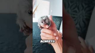 monkey usa petmonkey petallure animals animalsfacts petfacts [upl. by Cirilo]