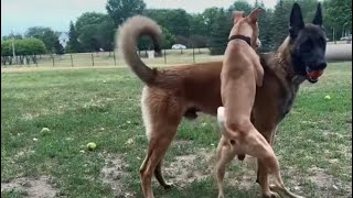 Dominant Dog Tries Messing WBelgian Malinois At The Dog Park [upl. by Inafetse]