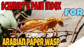 Arabian paper wasp and the schmidts sting pain index [upl. by Carma]