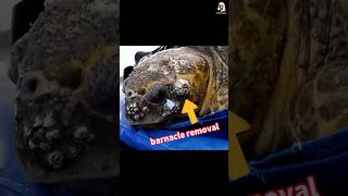 Rescue a Turtle turtle barnacle removal barnacles turtle Shorts [upl. by Ecerahs]