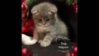 Chaton trop mignon noel cat countrymusic chaton funnycats [upl. by Olia]