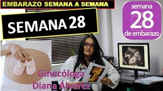 SEMANA 28 EMBARAZO SEMANA A SEMANA POR GINECOLOGA DIANA ALVAREZ [upl. by Byrom]