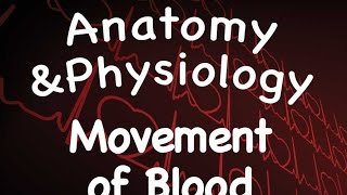 Cardiovascular System  Movement of Blood 1411 [upl. by Dollie]