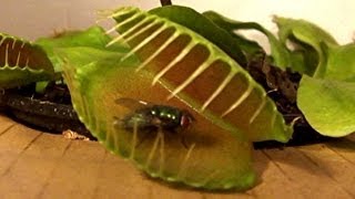 Venus Fly Trap vs Flies See who wins [upl. by Derte]