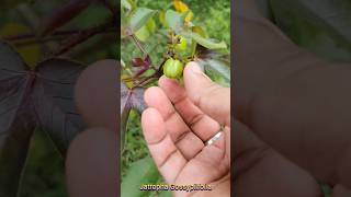 Jatropha Gossypiifolia jayropha fruit fruits fruitpicking fruitpicker picking pickingfruit [upl. by Evelin]