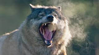 Wolf Growlingsnarling Sound Effect [upl. by Ronen336]