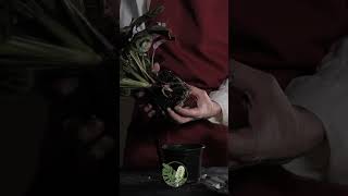 Repotting Ctenanthe BurleMarxii Moving Out of a Small Pot 🌱  ASMR houseplants asmr ctenanthe [upl. by Ihcalam]