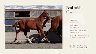 Lot 25  Colt  Casallo Z x Casta Diva by Nabab de Rêve [upl. by Cassady]