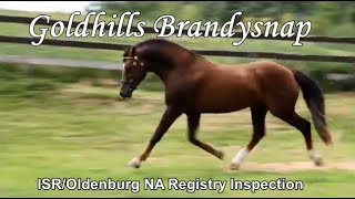 Goldhills Brandysnap  Section D Welsh Cob Stallion [upl. by Stulin]