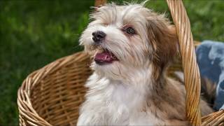 Havanese Dog Breed Information  Havanese Facts havanesedog [upl. by Genet]