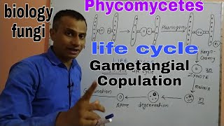 Phycomycetes Its life cycle Gametangial copulation [upl. by Sibley]