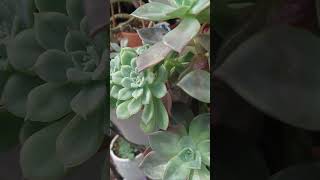 Graptoveria Harry Watson🍃☘️pinayinjapan myplants succulentplantvlog graptoveria [upl. by Aggappe]