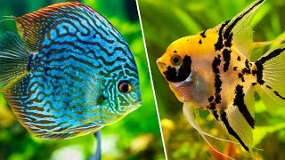 10 Peixes Mais LINDOS e INCRÍVEIS do Mundo Para Você Criar em AQUÁRIO [upl. by Ainirtak]