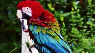 Interesting facts about green winged macaw by weird square [upl. by Storm]