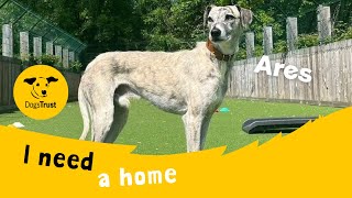 Ares the amazing Lurcher  Dogs Trust Glasgow [upl. by Gere]