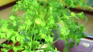 Medicinal properties of Coriander Coriandrum Sativum Cilantro [upl. by Aivatco]