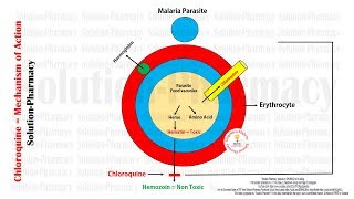 Antimalarial Drugs  Chloroquine Mechanism of Action With Animation  Chloroquine MOA in Malaria [upl. by Marika420]