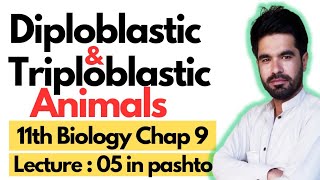 Diploblastic and Triploblastic Organization  11 biology chapter 9 in pashto  Lecture 05 [upl. by Felipa]