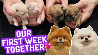 Our First Week Together Newborn Pomeranian Puppies 🐶 One Week old Puppies  Cute Pom Dogs Vlog [upl. by Ihab215]