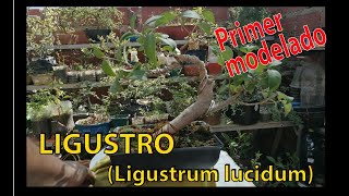 LIGUSTRO  Ligustrum lucidum   Primer modelado  Agosto 2020 [upl. by Ahtanaram]