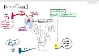 146 Urine Formation 3 Intro to Selective Reabsorption Cambridge AS A Level Biology 9700 [upl. by Cerellia]