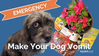 How To Make Your Dog Vomit Safely and Quickly  Instructions  Your Vet Online [upl. by Guendolen]