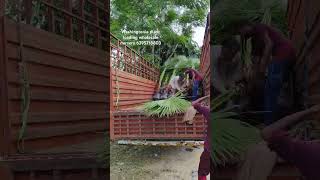 Washingtonia palm tree wholesale nursery gajraulanursery wholesalenursery allplants garden [upl. by Anirod]