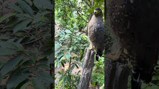 Hawk Eagle Owl Wildlife Animal EagleHawkOwl hawk vs snake Owl vs snake fight Eagle Vs Snake [upl. by Sumer482]