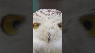 Snowy Owl The Unique Arctic Predator [upl. by Eecyak]