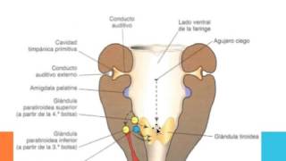 Embriología Cabeza y cuello Bolsas Faringeas hendiduras y regulación [upl. by Halas]