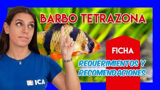 Barbo tetrazona o Barbo tigre🐟  Guía y cuidados  VÍDEO FICHA [upl. by Trini]