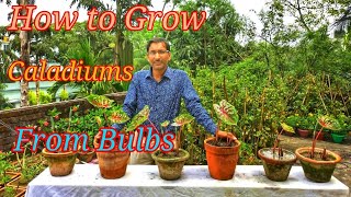 How to grow Caladiums or Angels Wings from its Bulbs or tubers [upl. by Ardnalak]