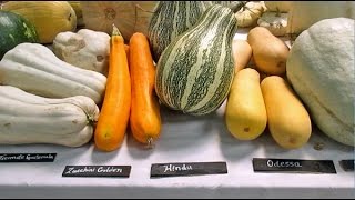 Amazing 300 Different Varieties Of Squash From All Around The WorldAnd Their Names [upl. by Ahsemed]